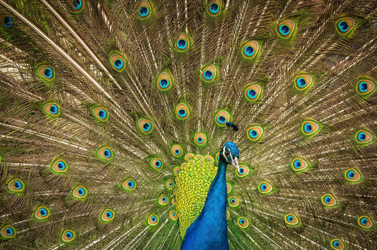 Peacock - Allie Richards Photography