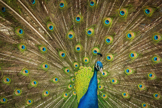 Peacock - Allie Richards Photography