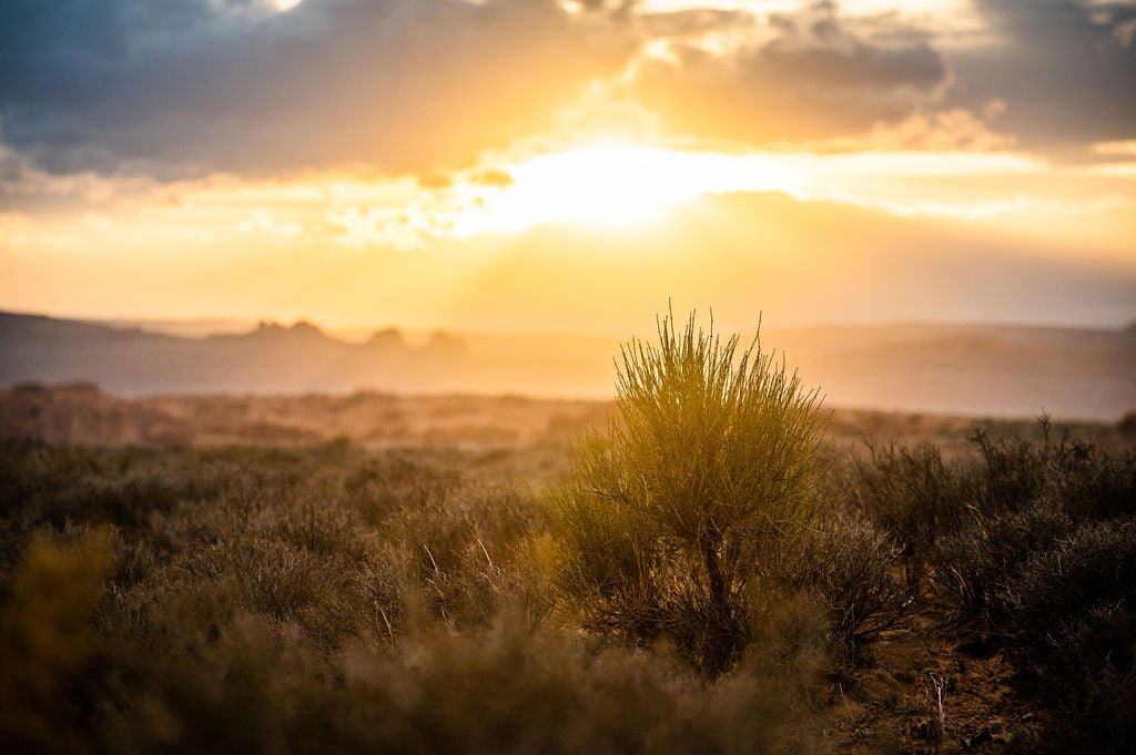 Reach Toward the Sun