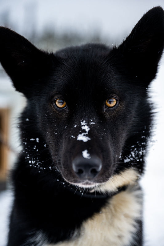 Sled Dog III - Allie Richards Photography