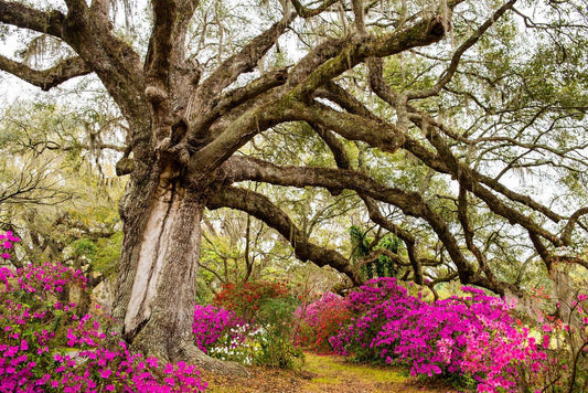 Spider Tree