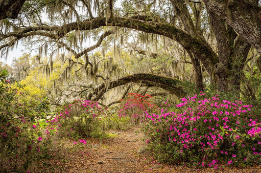 Spring at Magnolia - Allie Richards Photography