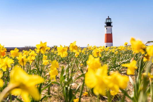 Spring at Sankaty - Allie Richards Photography