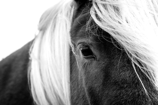 Staring Back - Allie Richards Photography