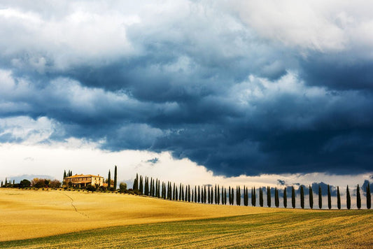 Storm & Cypress Rows - Allie Richards Photography