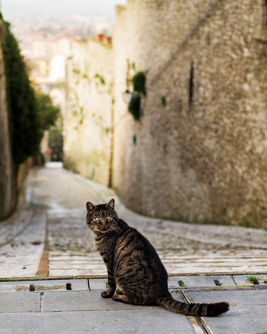 Stray in Spoleto - Allie Richards Photography