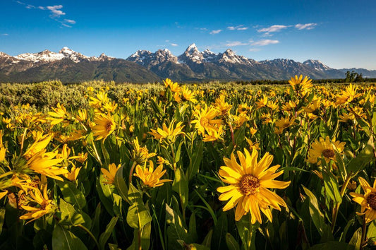 Summer Balsamroot - Allie Richards Photography