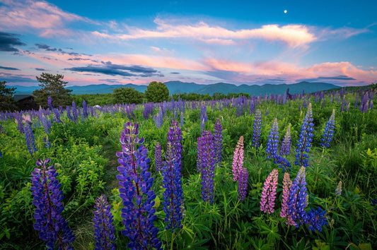 Summer in the Mountains - Allie Richards Photography