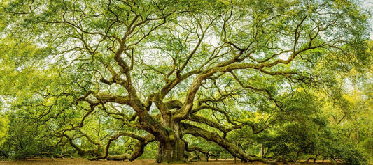The Angel Oak - Allie Richards Photography