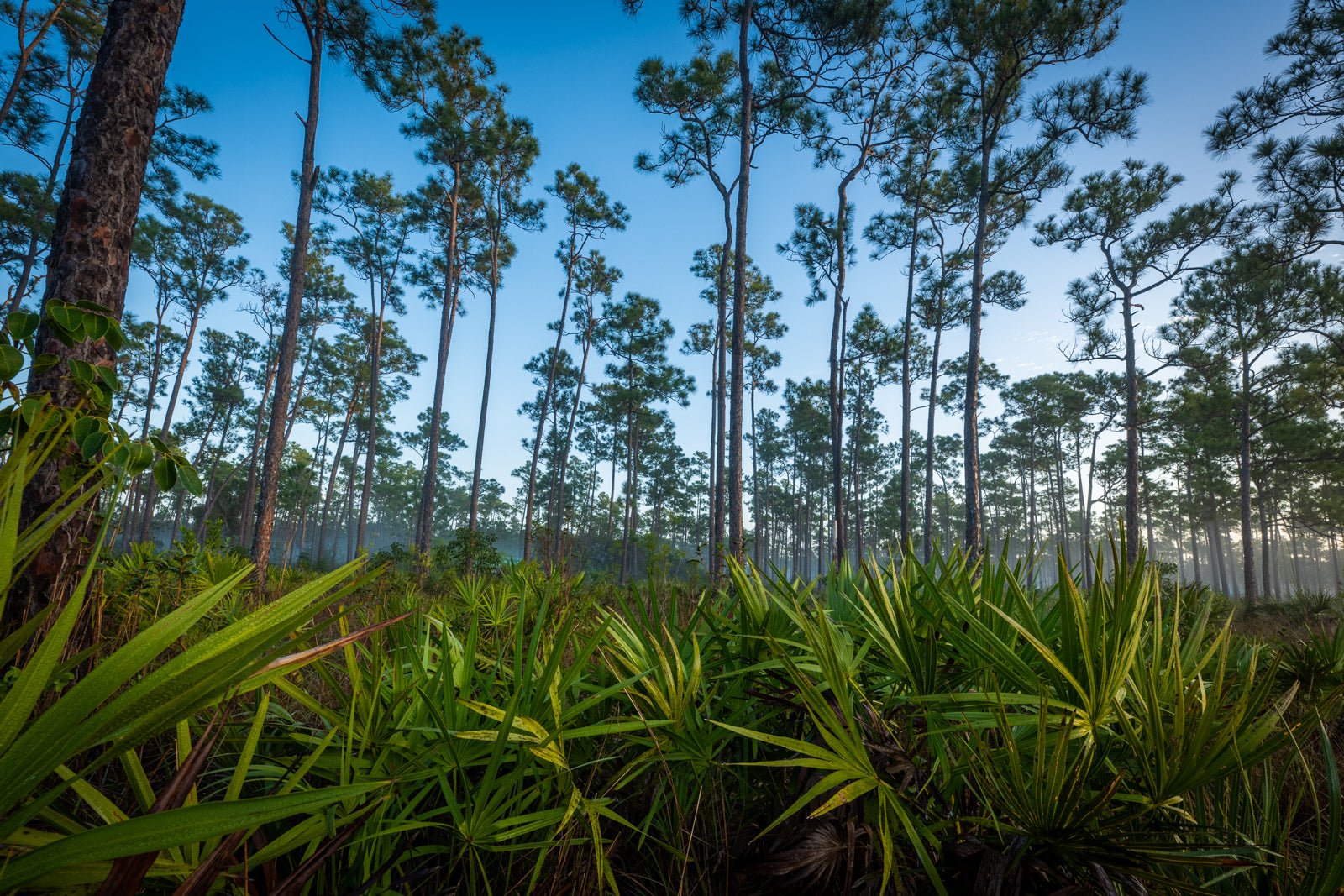 The Pinelands - Allie Richards Photography