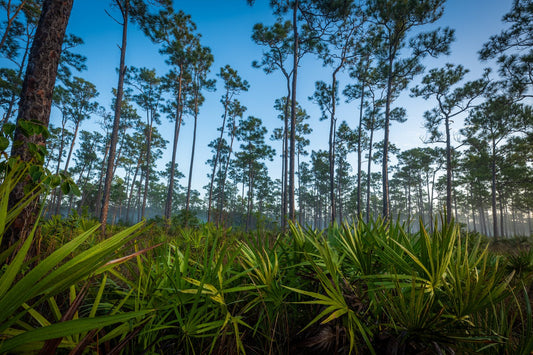 The Pinelands - Allie Richards Photography