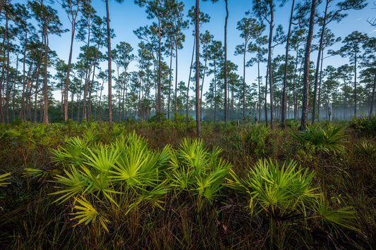 The Pinelands II - Allie Richards Photography