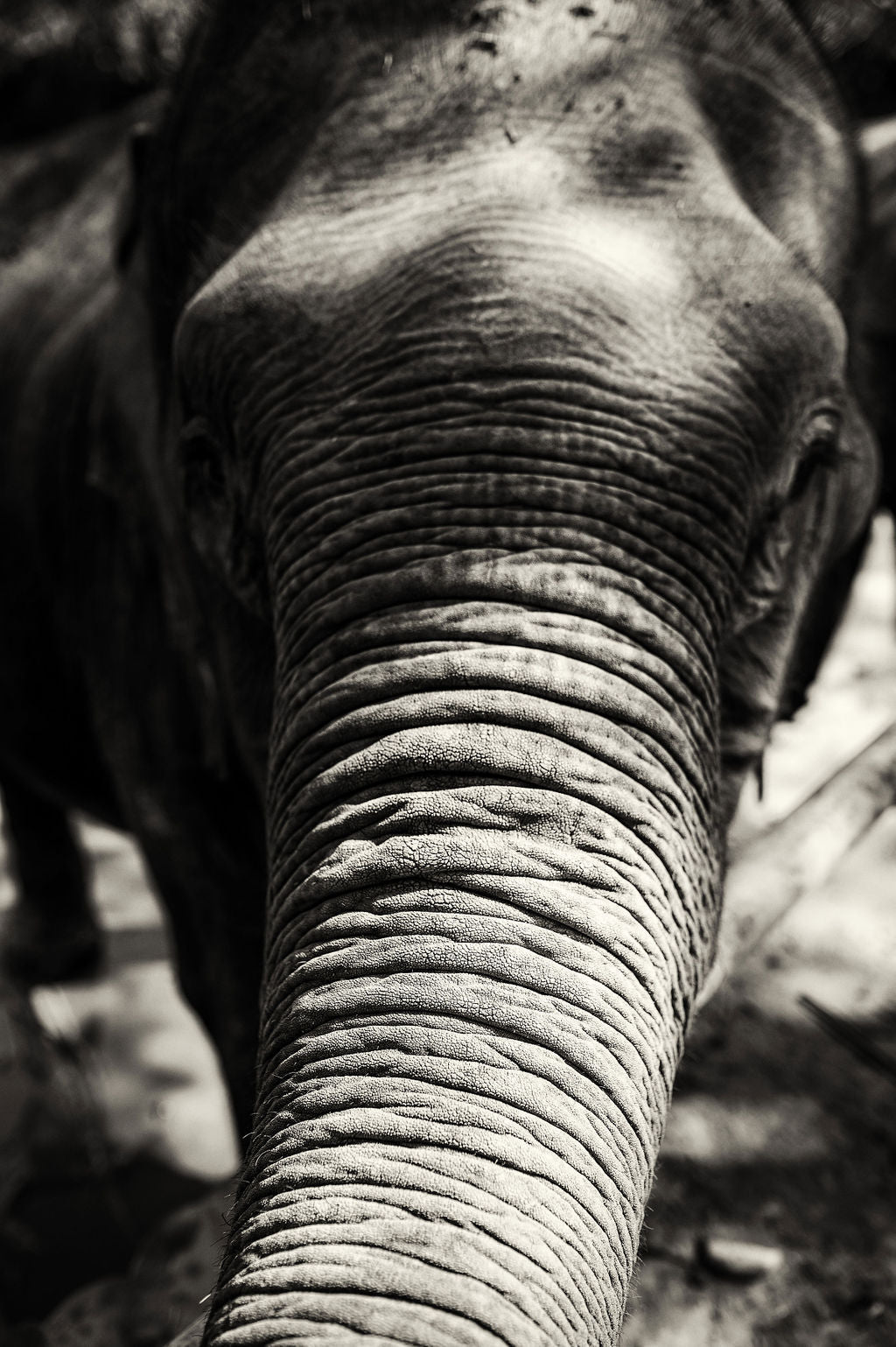 Trunk - Allie Richards Photography