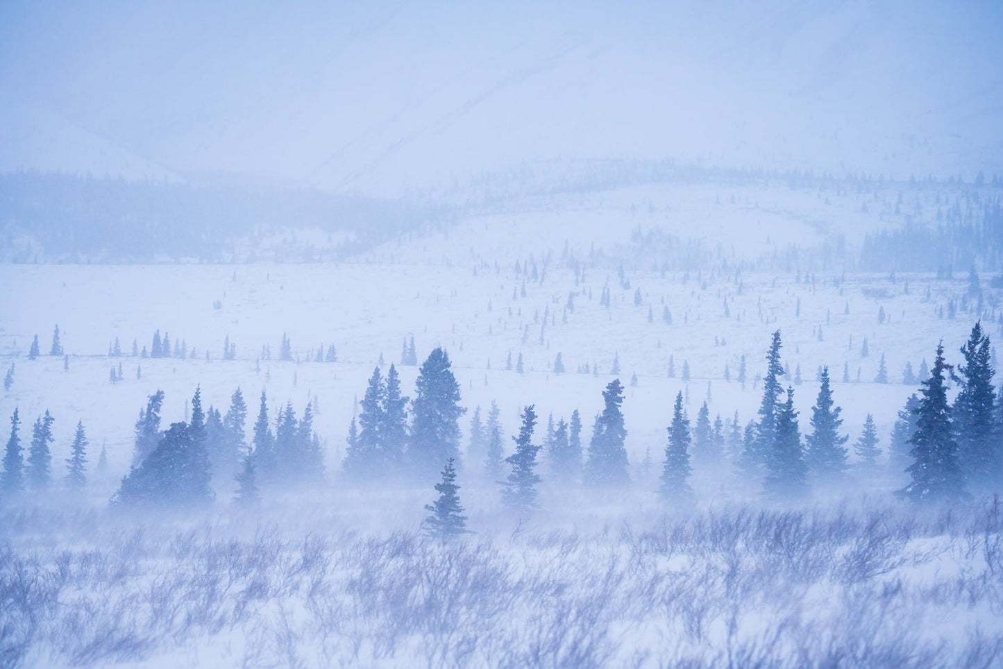 Winter's Grip - Allie Richards Photography