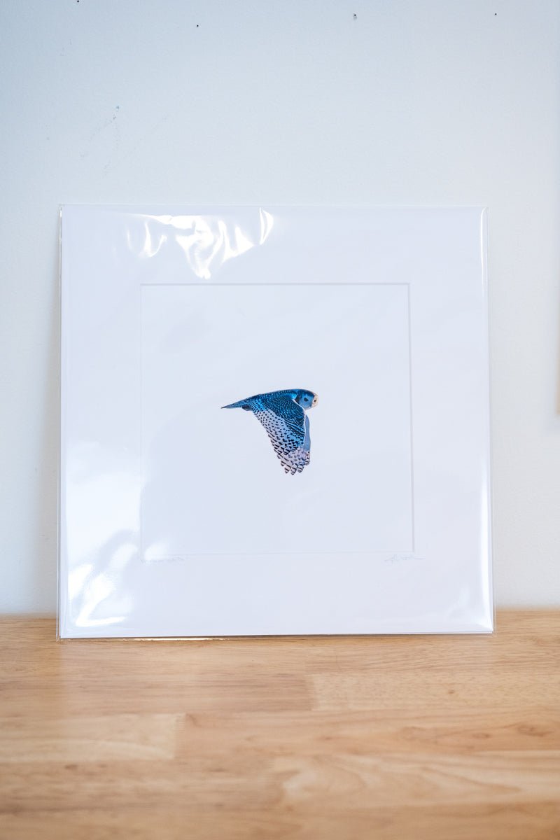 12x12 Matted Print: Snowy Owl - Allie Richards Photography