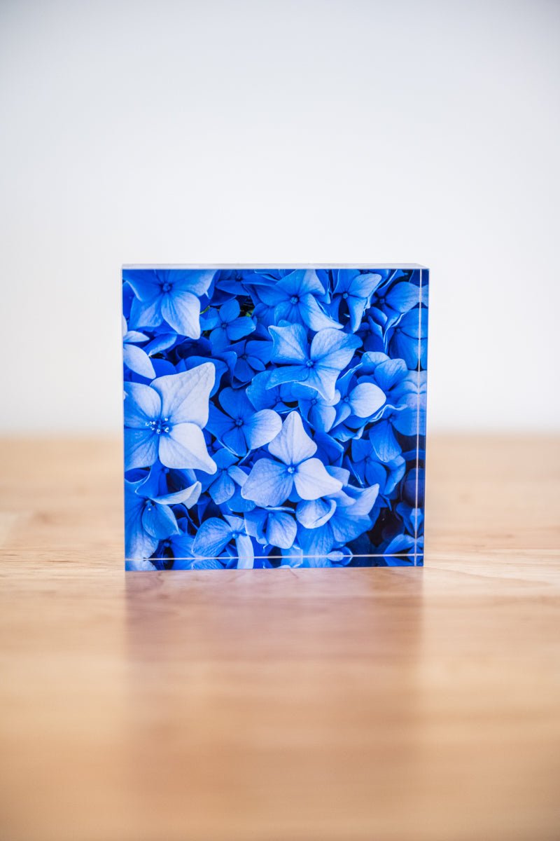 4x4 Acrylic Block: Blue Hydrangea - Allie Richards Photography