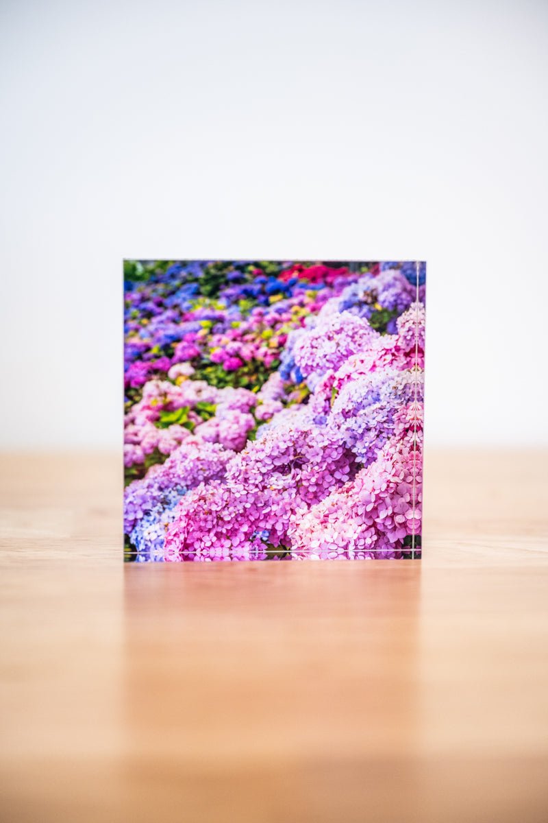 4x4 Acrylic Block: Multicolor Hydrangea - Allie Richards Photography