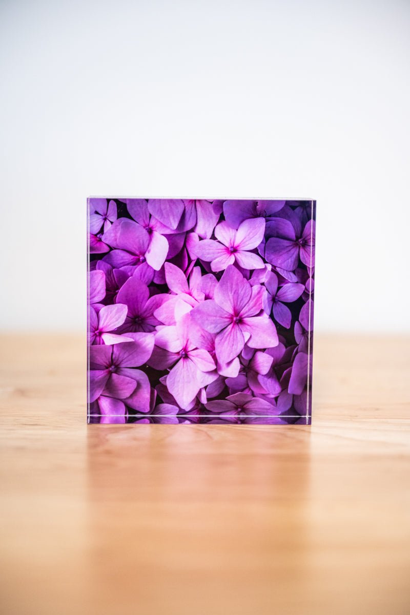 4x4 Acrylic Block: Pink Hydrangea - Allie Richards Photography