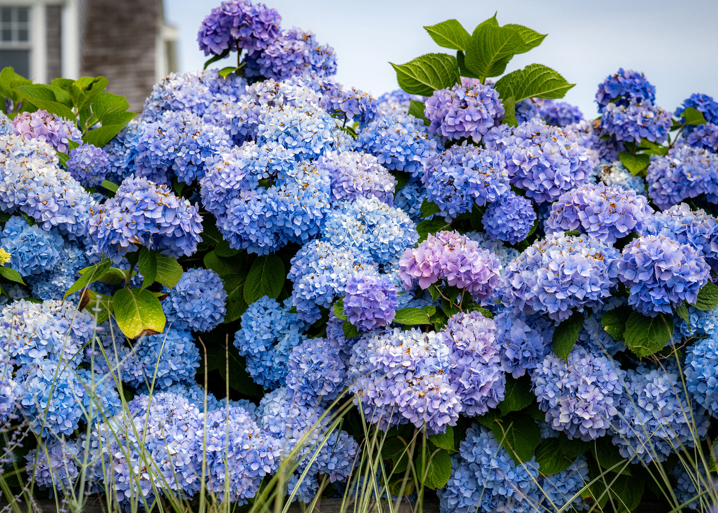 Hydrangea Heaven