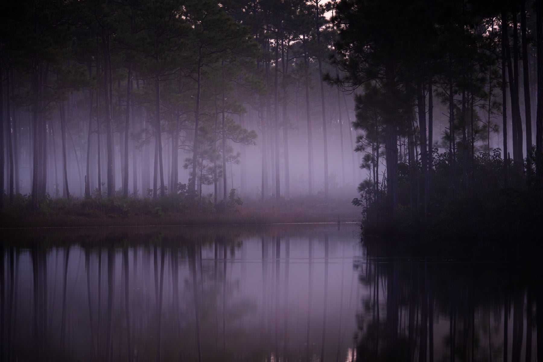 Alone in the Mist - Allie Richards Photography