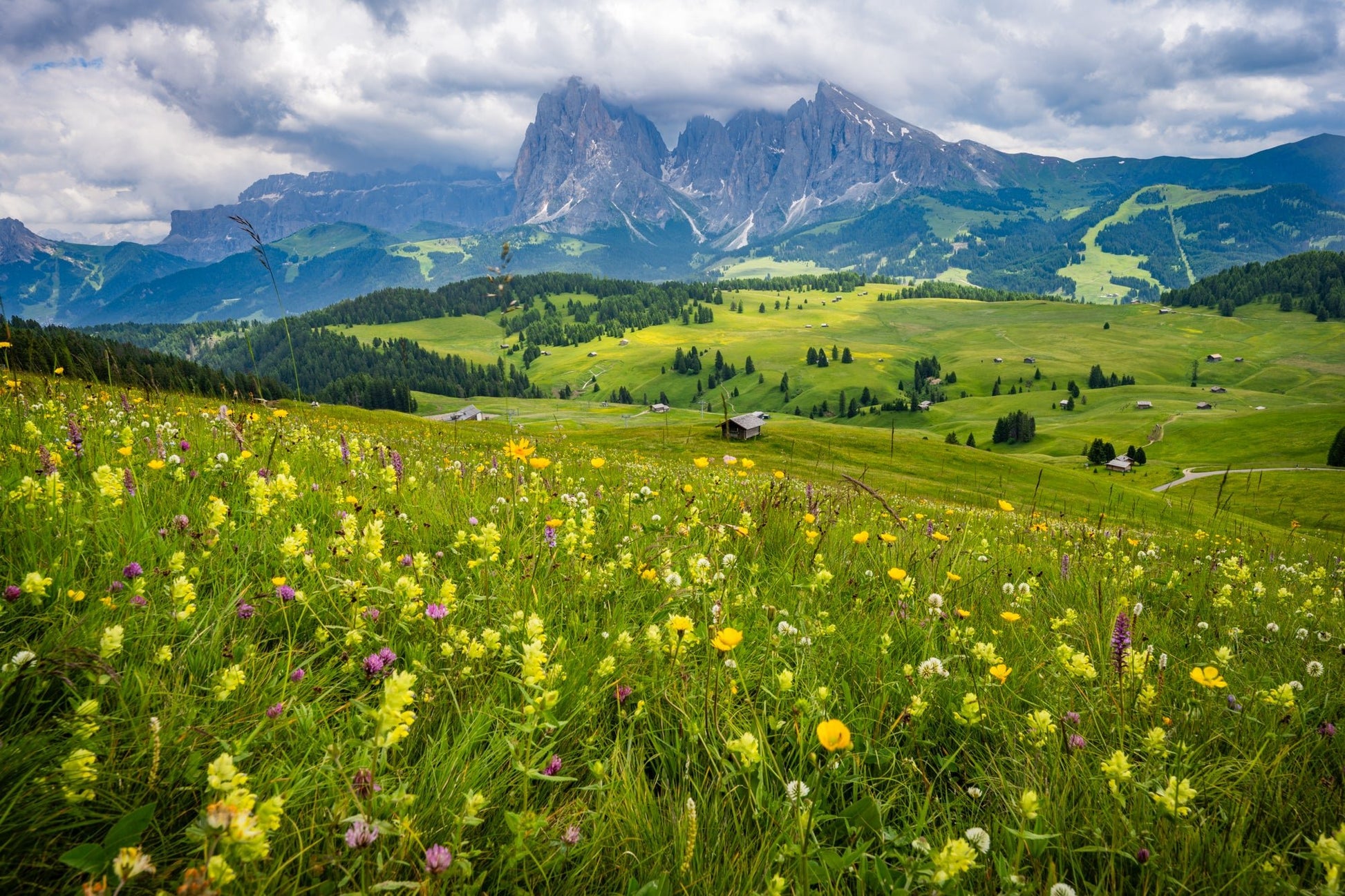 Alpine Meadow - Allie Richards Photography