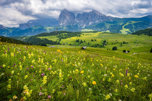 Alpine Meadow - Allie Richards Photography