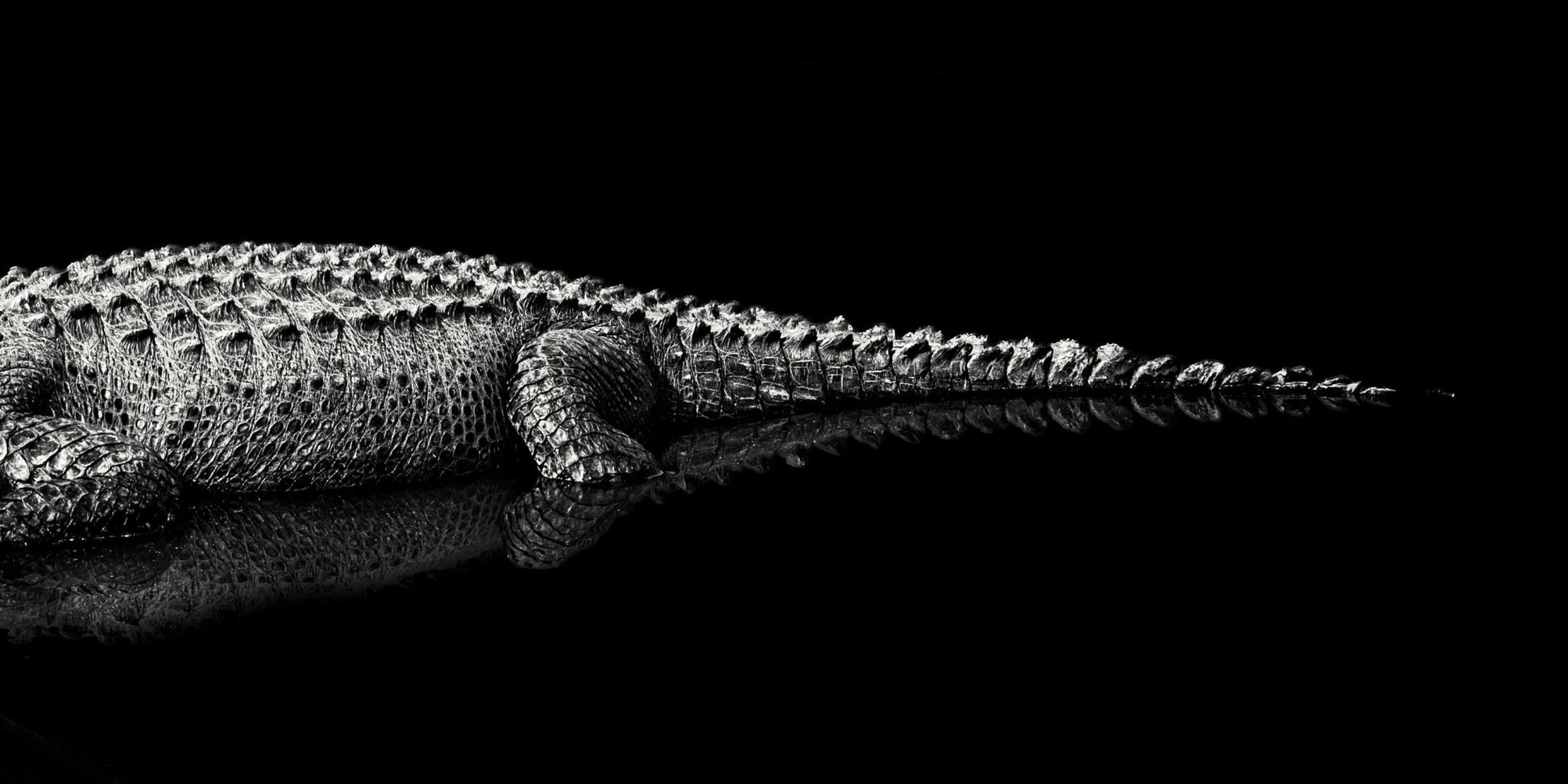 American Alligator - Allie Richards Photography