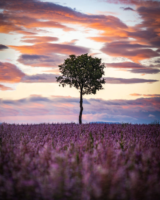 Among the Fields - Allie Richards Photography