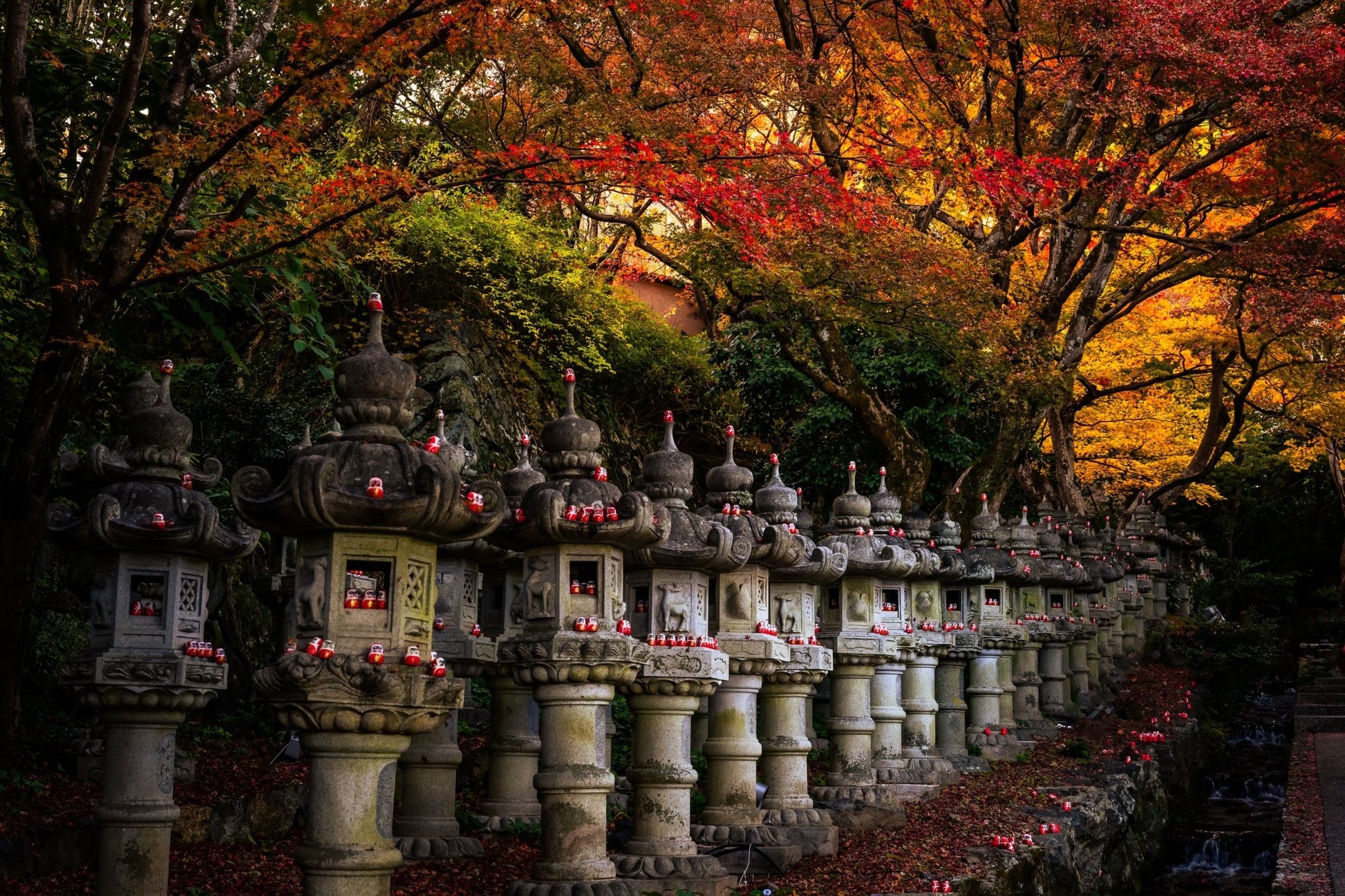 Autumn at Katsuo - Ji - Allie Richards Photography