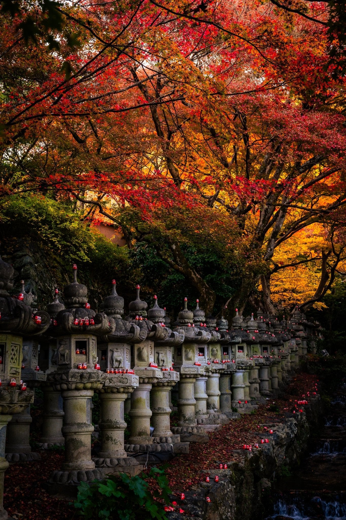 Autumn at Katsuo - Ji II - Allie Richards Photography