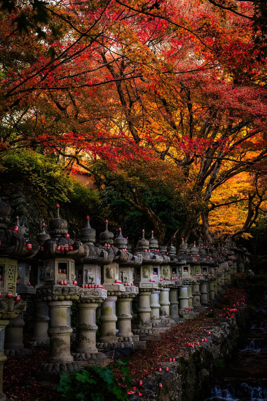 Autumn at Katsuo - Ji II - Allie Richards Photography