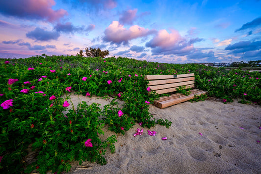 Beach Rose Bench - Allie Richards Photography