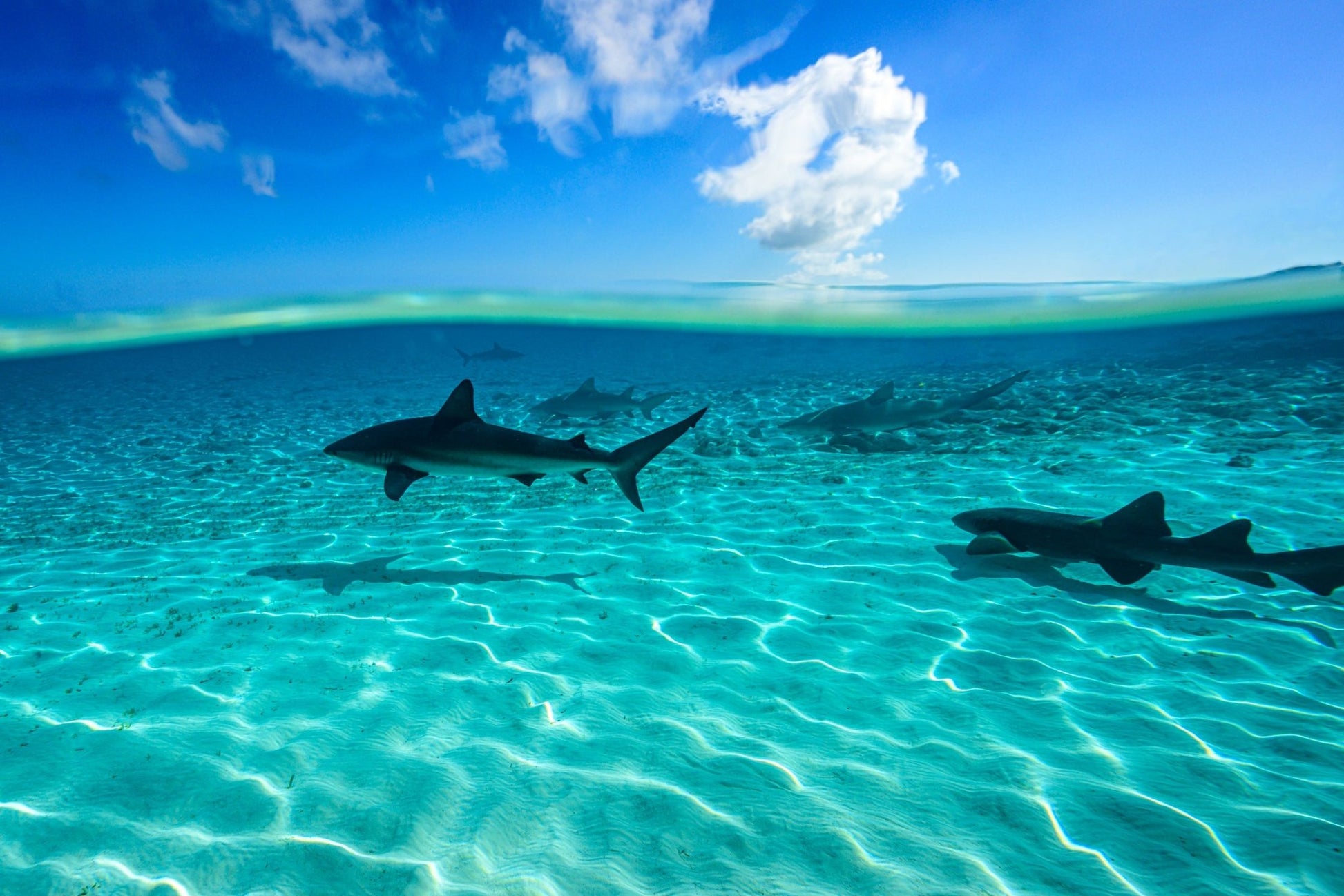 Below the Surface - Allie Richards Photography