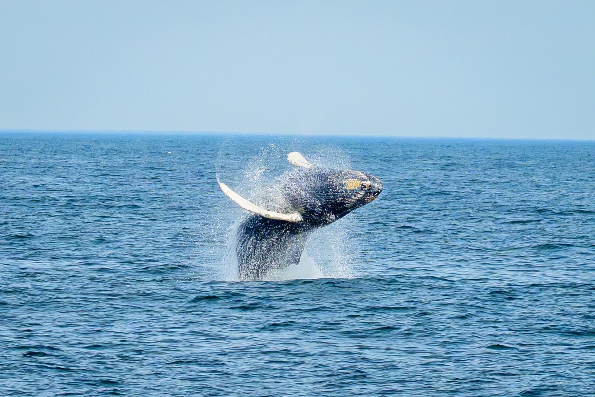 Breaching Calf II - Allie Richards Photography