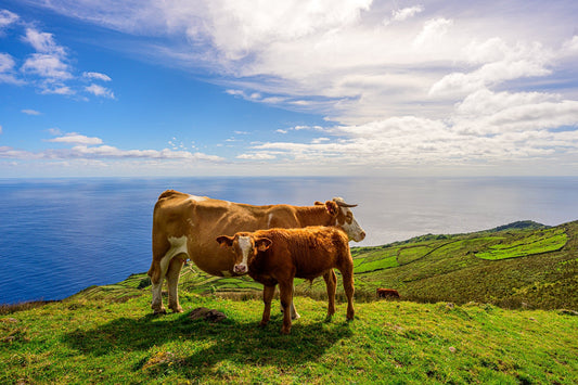 Cows of Corvo - Allie Richards Photography