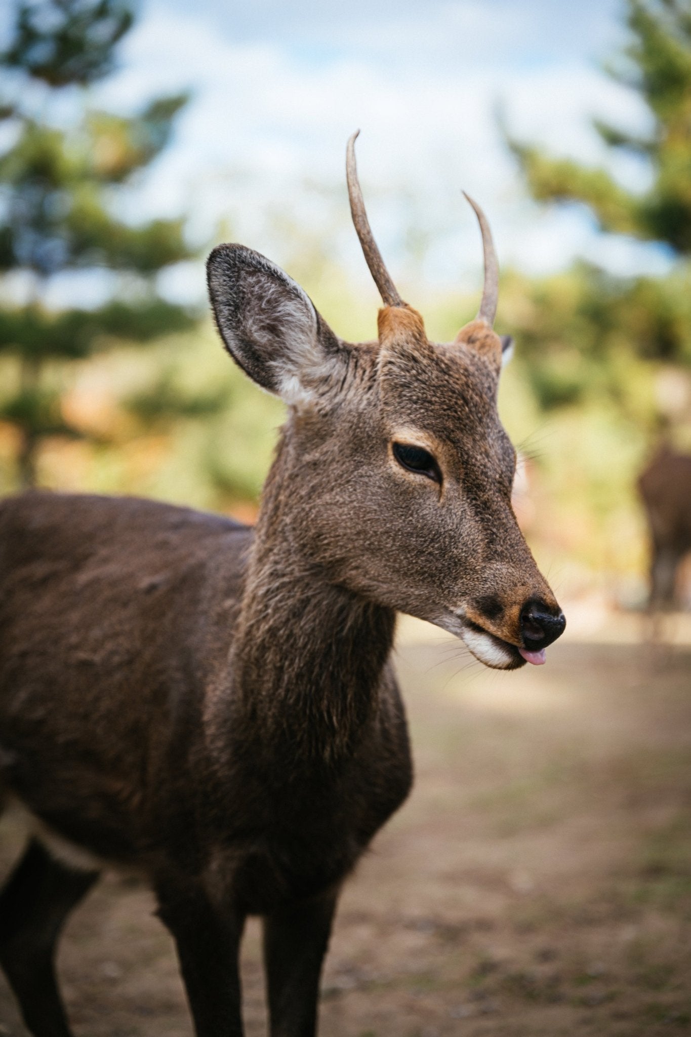 Deer of Nara - Allie Richards Photography