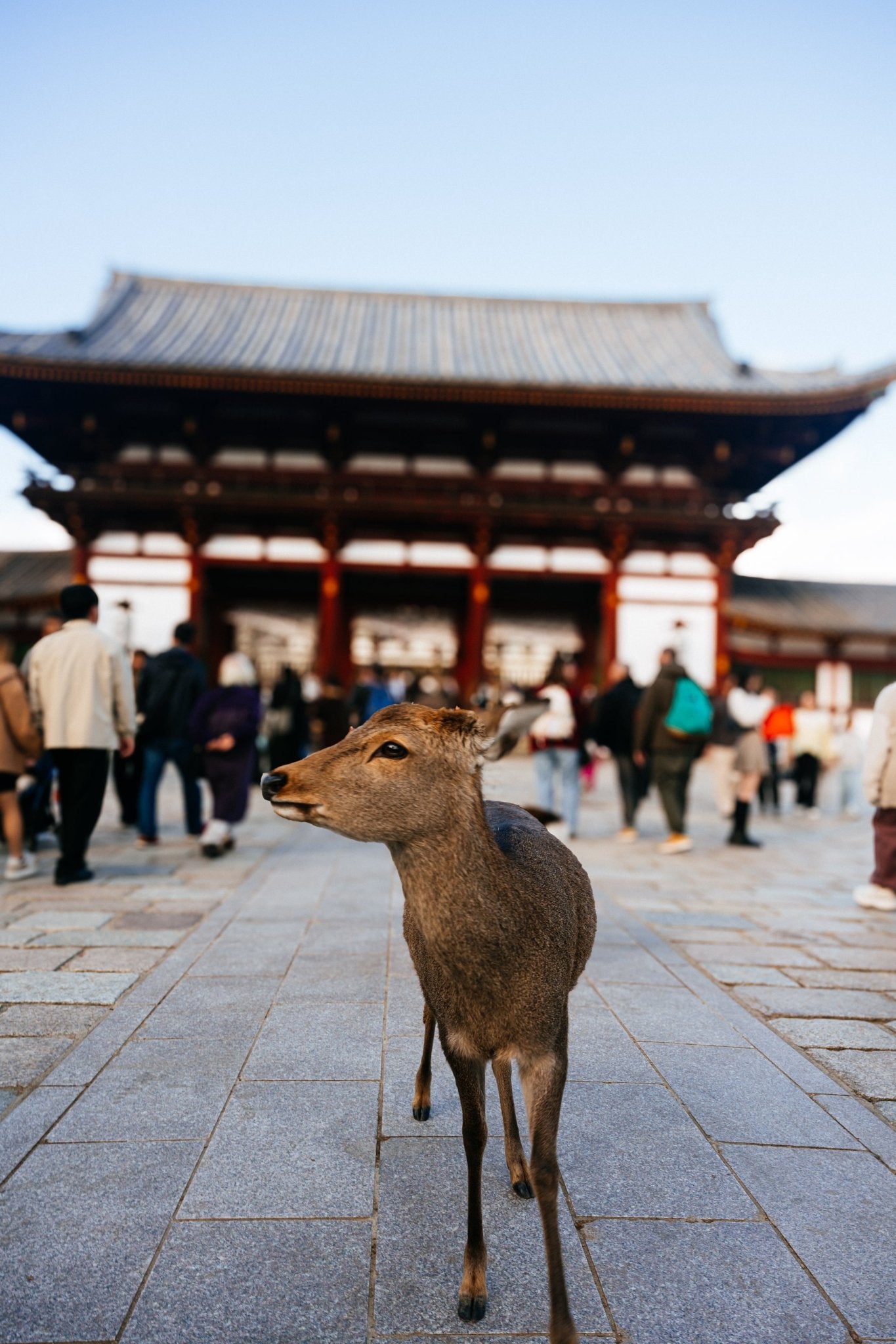 Deer of Nara II - Allie Richards Photography