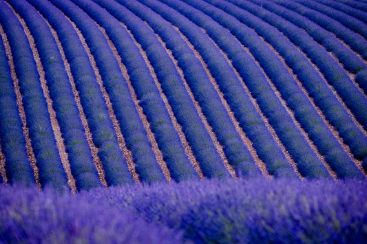 Endless Lavender - Allie Richards Photography