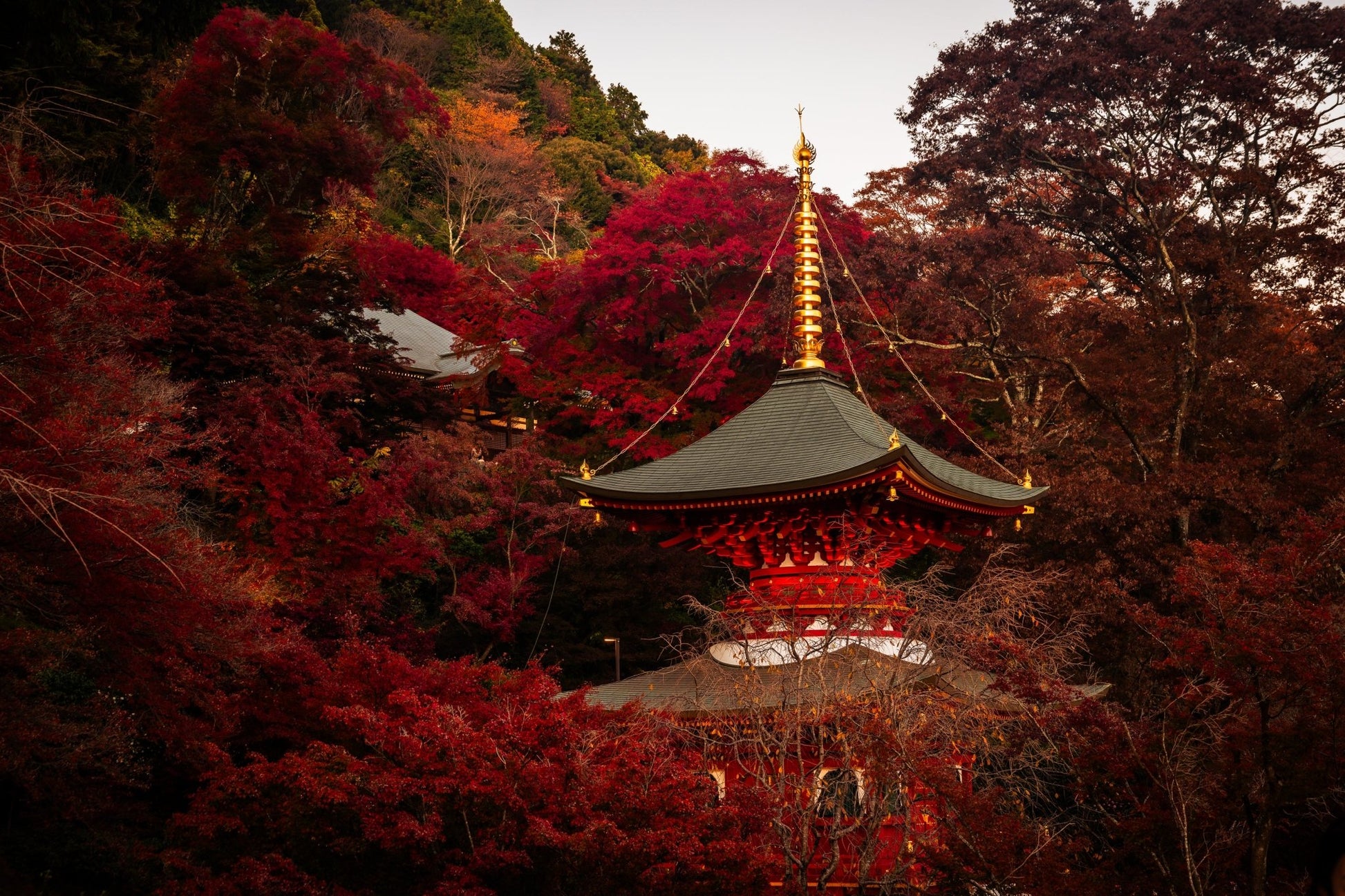 Fall at the Katsuo - Ji Pagoda - Allie Richards Photography