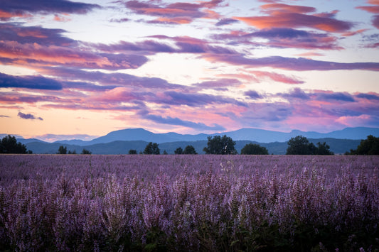 Fields of Sage - Allie Richards Photography