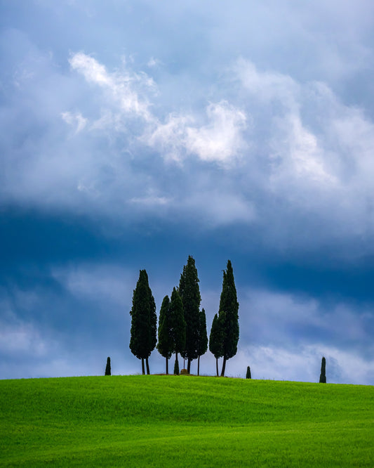 Four Trees - Allie Richards Photography