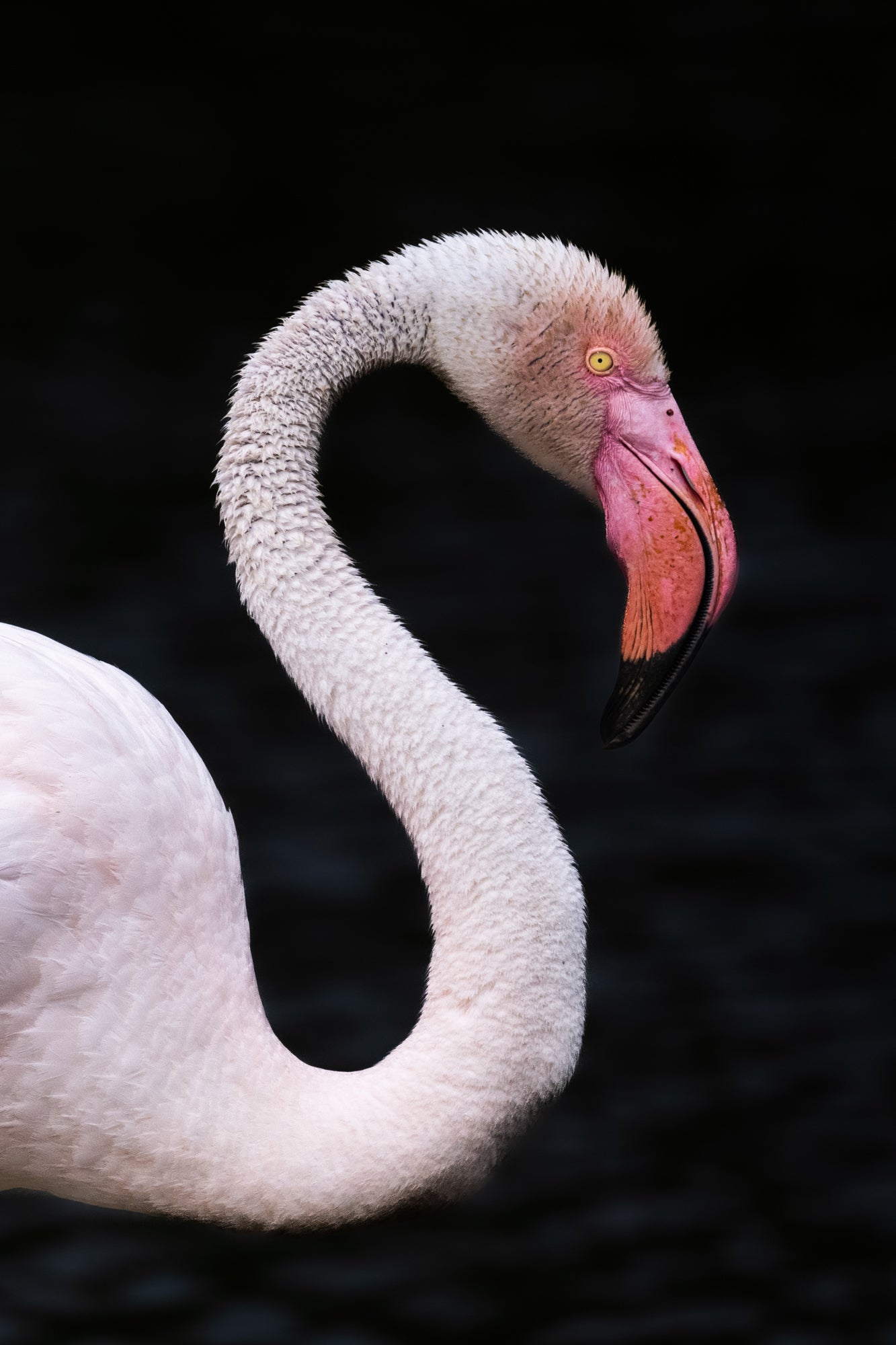 Greater Flamingo - Allie Richards Photography