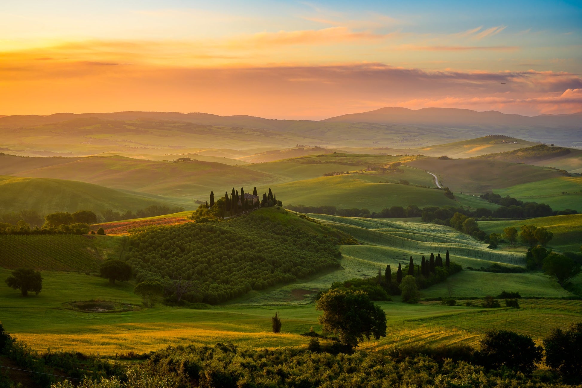 Hills of Gold - Allie Richards Photography