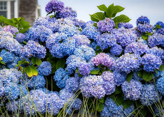 Hydrangea Heaven - Allie Richards Photography