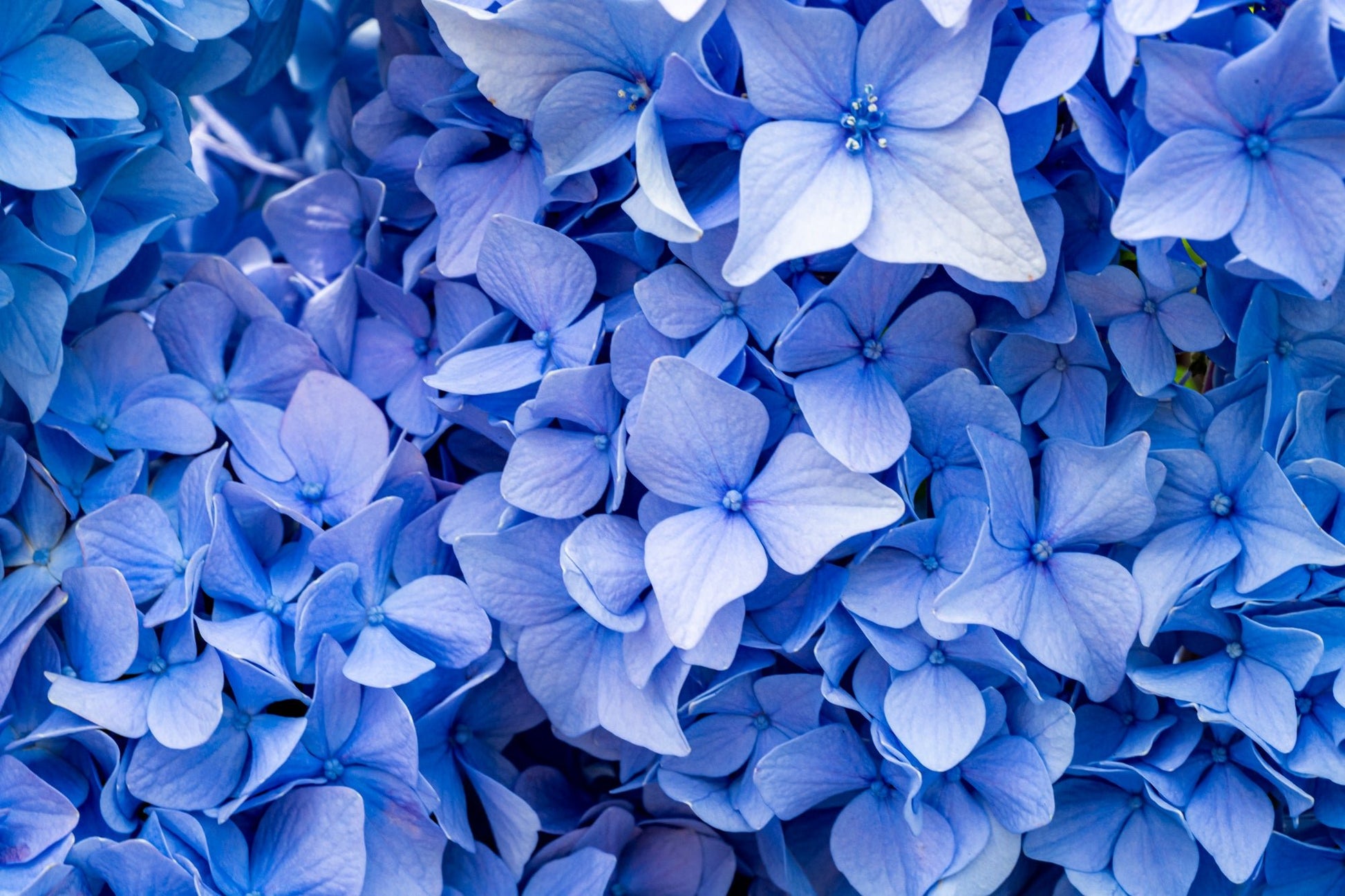 Hydrangea Heaven, Blue - Allie Richards Photography