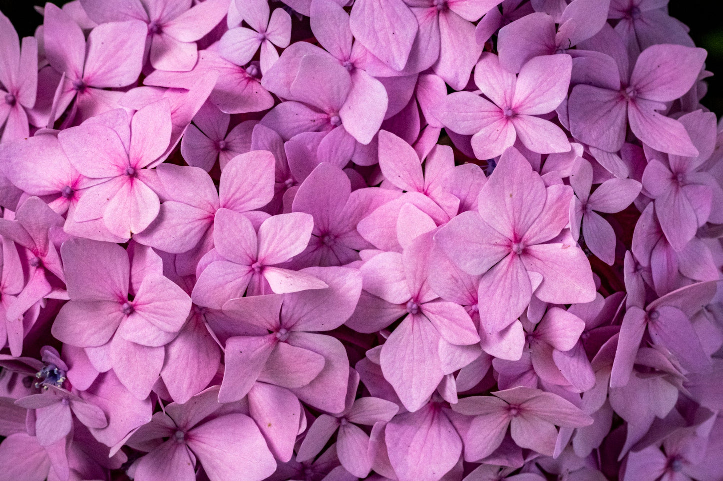 Hydrangea Heaven, Pink - Allie Richards Photography