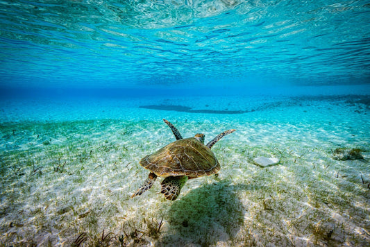 Just Keep Swimming - Allie Richards Photography