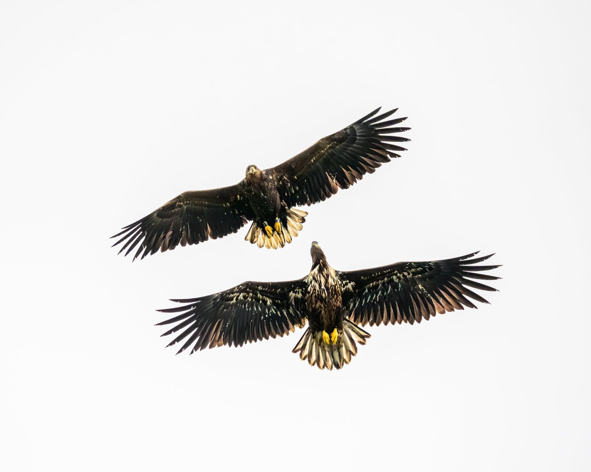 Kings of the Air - Allie Richards Photography