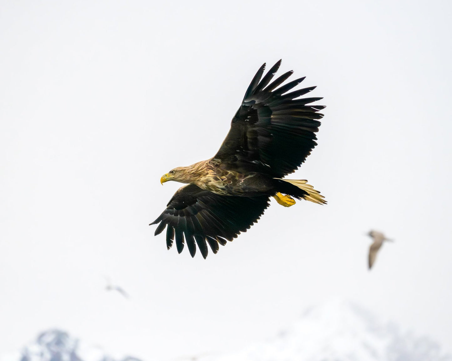 Kings of the Air II - Allie Richards Photography