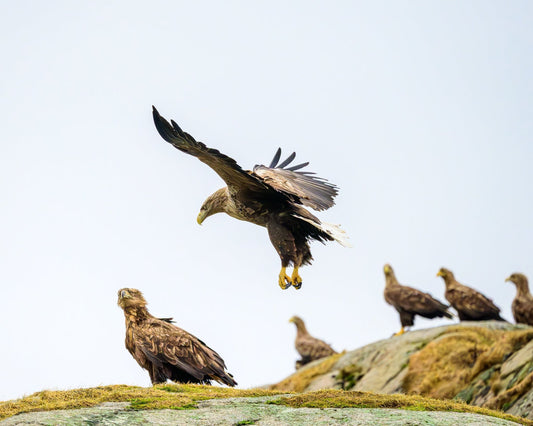 Kings of the Air III - Allie Richards Photography